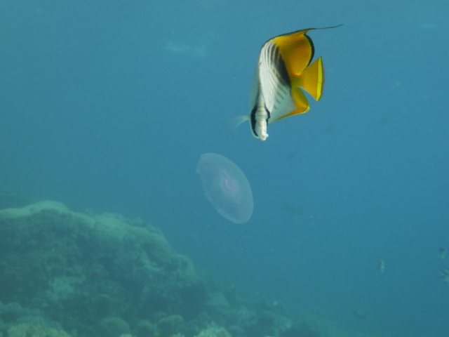 p1020641.jpg