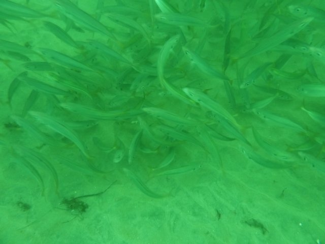 p1010277.jpg