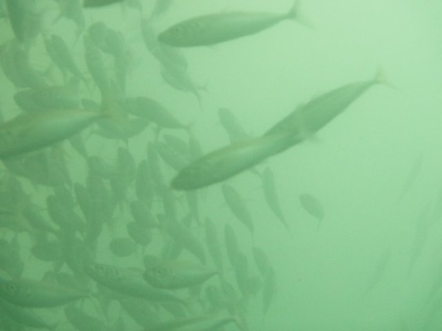 p1010340.jpg