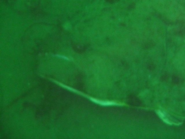 p1010346.jpg