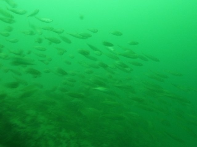 p1010385.jpg