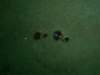 p1010403_small.jpg