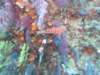 p1050016_small.jpg